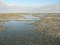 Low tide at the beach, Roebuck Bay Caravan Park